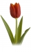 tulipanok-68.jpg