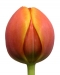 tulipanok-69.jpg