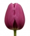 tulipanok-70.jpg