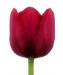 tulipanok-71.jpg