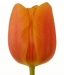 tulipanok-72.jpg