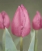 tulipanok-78.jpg