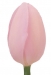 tulipanok-80.jpg