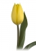 tulipanok-82.jpg