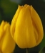 tulipanok-85.jpg