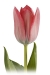 tulipanok-87.jpg