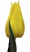tulipanok-89.jpg