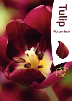Tulip Imagine carte