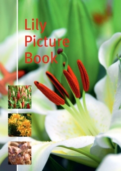 Lilium Picture Book