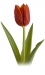 Tulipánok