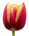 tulipanok-73.jpg