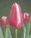 tulipanok-74.jpg