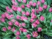 tulipanok-79.jpg