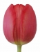 tulipanok-81.jpg