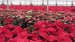 mikulasvirag-poinsettia-euphorbia-104.jpg