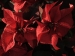 mikulasvirag-poinsettia-euphorbia-119.jpg