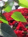 mikulasvirag-poinsettia-euphorbia-121.jpg