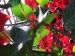 mikulasvirag-poinsettia-euphorbia-122.jpg