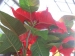 mikulasvirag-poinsettia-euphorbia-123.jpg