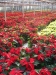 mikulasvirag-poinsettia-euphorbia-126.jpg