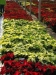 mikulasvirag-poinsettia-euphorbia-129.jpg