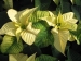 mikulasvirag-poinsettia-euphorbia-130.jpg