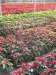 mikulasvirag-poinsettia-euphorbia-131.jpg