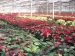 mikulasvirag-poinsettia-euphorbia-135.jpg