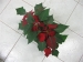 mikulasvirag-poinsettia-euphorbia-137.jpg