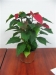 mikulasvirag-poinsettia-euphorbia-138.jpg