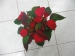 mikulasvirag-poinsettia-euphorbia-140.jpg