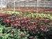 mikulasvirag-poinsettia-euphorbia-90.jpg