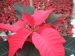 mikulasvirag-poinsettia-euphorbia-93.jpg