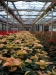 mikulasvirag-poinsettia-euphorbia-96.jpg