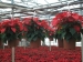 mikulasvirag-poinsettia-euphorbia-99.jpg