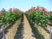 Roses with high stem